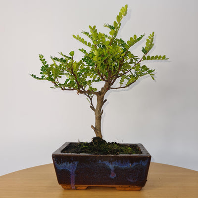 Chinese Pepper (Zanthoxylum Pipertum) Bonsai Tree | Broom | Height 25cm | In 15cm Pot