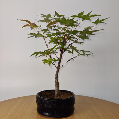 Japanese Maple (Acer) Bonsai Tree | Deshojo Style | 20-30cm High | In 10cm Pot