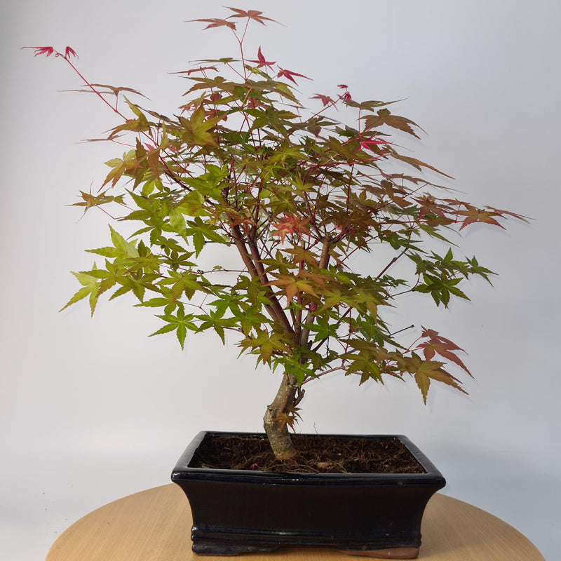 Japanese Maple (Acer) Bonsai Tree | Deshojo Informal Style | 40cm High | In 25cm Pot