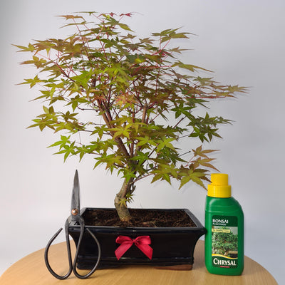 Father's Day Bundle - Japanese Maple (Acer) Bonsai Tree | Deshojo Informal Style | 40cm High | In 25cm Pot