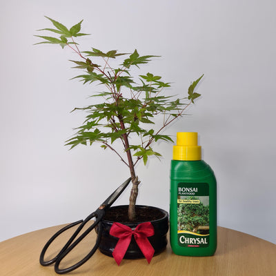 Father's Day Bundle - Japanese Maple (Acer) Bonsai Tree | Deshojo Style | 20-30cm High | In 10cm Pot