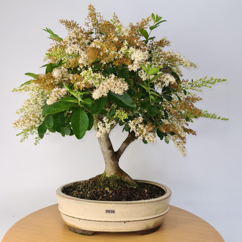 Chinese Privet (Ligustrum Sinense) Bonsai Tree Specimen | Broom Style | Height 50cm | In 26cm Pot