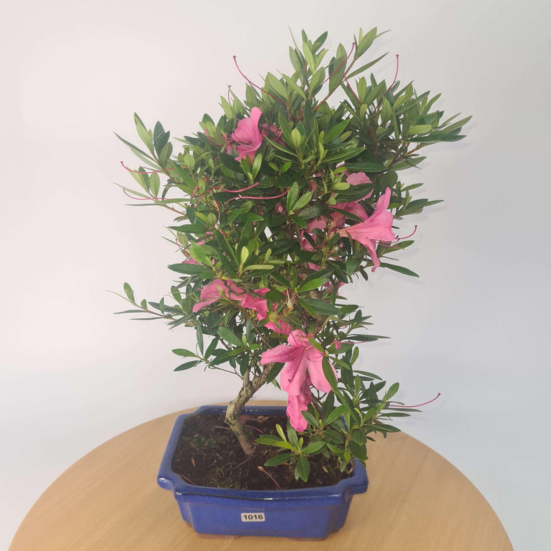 Azalea (Rhododendron) Bonsai Tree | Shaped Style | Height 30-40cm | In 20cm Pot