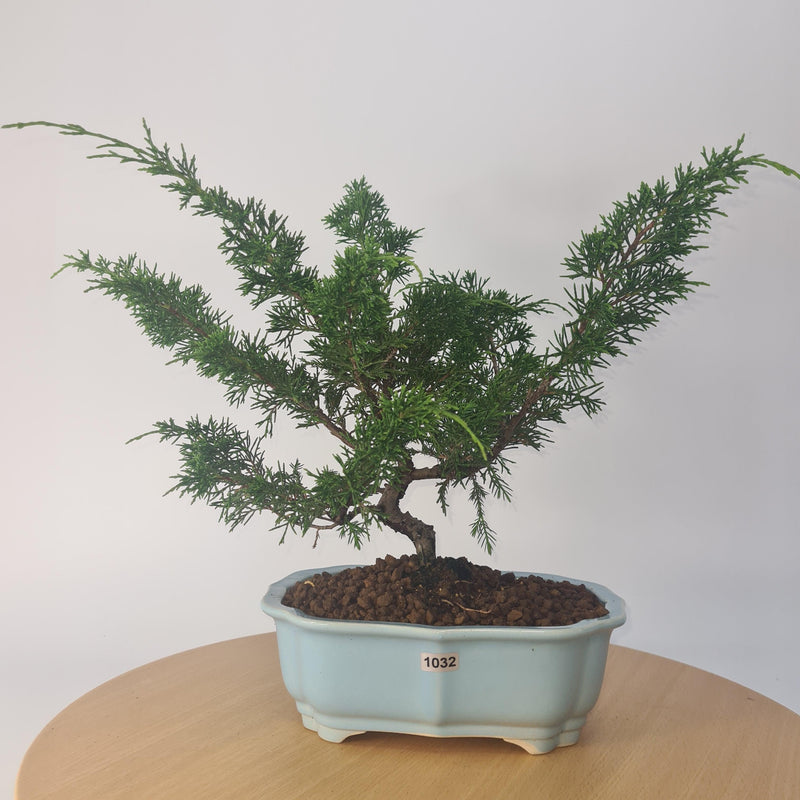 Chinese Juniper (Juniperus Chinensis) Bonsai Tree | Semi-Shaped Japanese Import | Height 40cm | In 22cm Pot