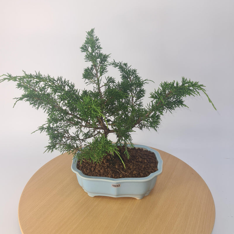 Chinese Juniper (Juniperus Chinensis) Bonsai Tree | Semi-Shaped Japanese Import | Height 40cm | In 22cm Pot