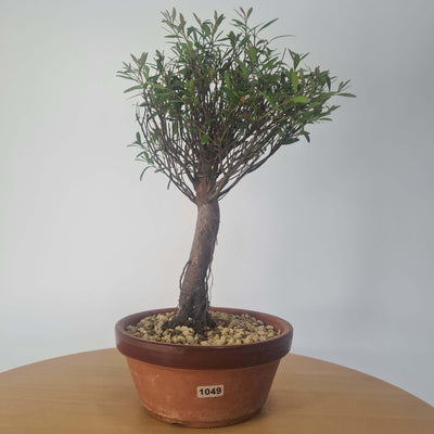 Brush Cherry (Syzygium) Bonsai Tree | Broom Style | Height 35cm | In 16cm Pot