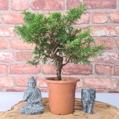 Chinese Juniper (Juniperus Chinensis) Bonsai Tree | Shaped | In 11cm Pot