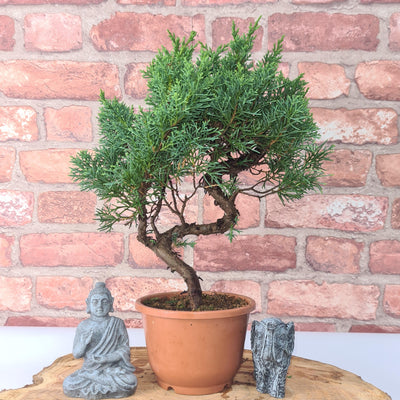 Chinese Juniper (Juniperus Chinensis) Bonsai Tree | Shaped | In 12cm Pot
