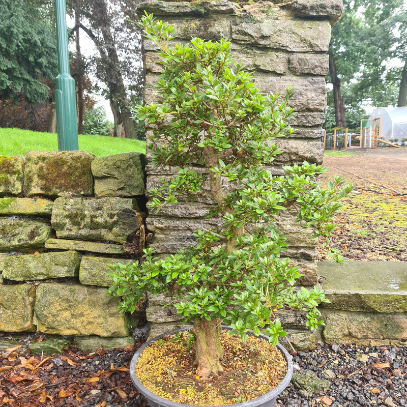 Satsuki Azalea (Rhododendron) Bonsai Tree | Informal Upright | In 45cm Pot