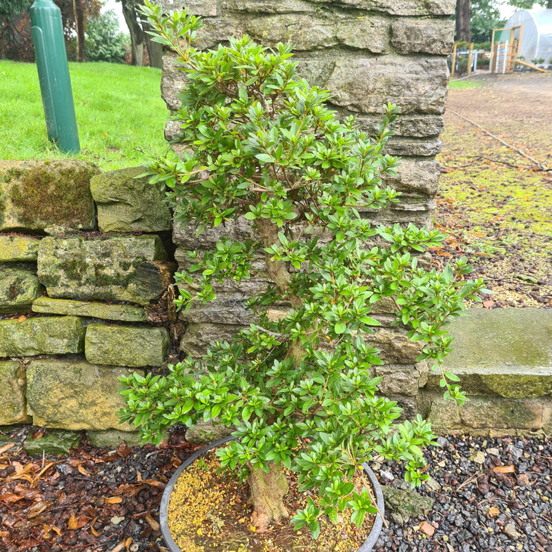 Satsuki Azalea (Rhododendron) Bonsai Tree | Informal Upright | In 45cm Pot