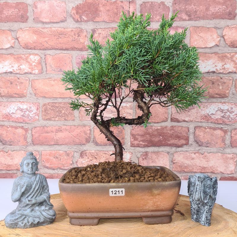 Chinese Juniper (Juniperus Chinensis) Bonsai Tree | Shaped | In 18cm Pot