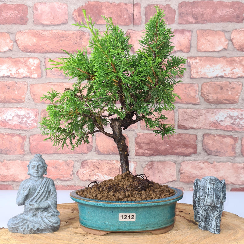 Chinese Juniper (Juniperus Chinensis) Bonsai Tree | Shaped | In 16cm Pot