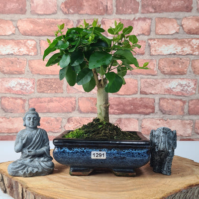 Chinese Privet (Ligustrum Sinense) Bonsai Tree | Broom Style | Height 25cm | In 15cm Pot