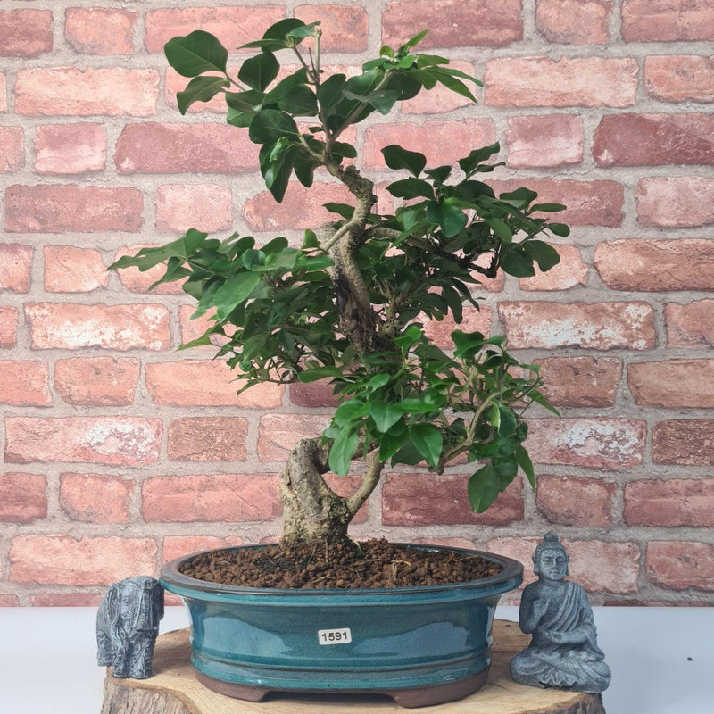 Chinese Privet (Ligustrum Sinense) Bonsai Tree Specimen | Shaped | Height 42cm | In 26cm Pot