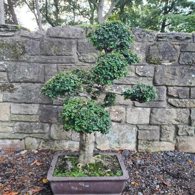 Large Chinese Elm (Ulmus Parvifolia) Bonsai Tree | Shaped | In 50cm Pot