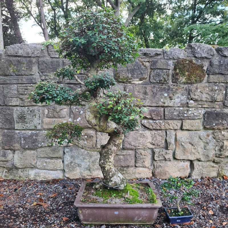 Large Chinese Elm (Ulmus Parvifolia) Bonsai Tree | Shaped | In 50cm Pot