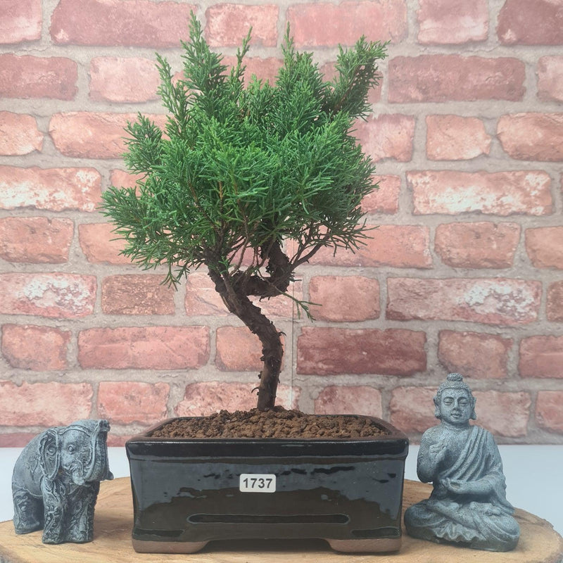 Chinese Juniper (Juniperus Chinensis) Bonsai Tree | Shaped | In 16cm Pot - Yorkshire Bonsai