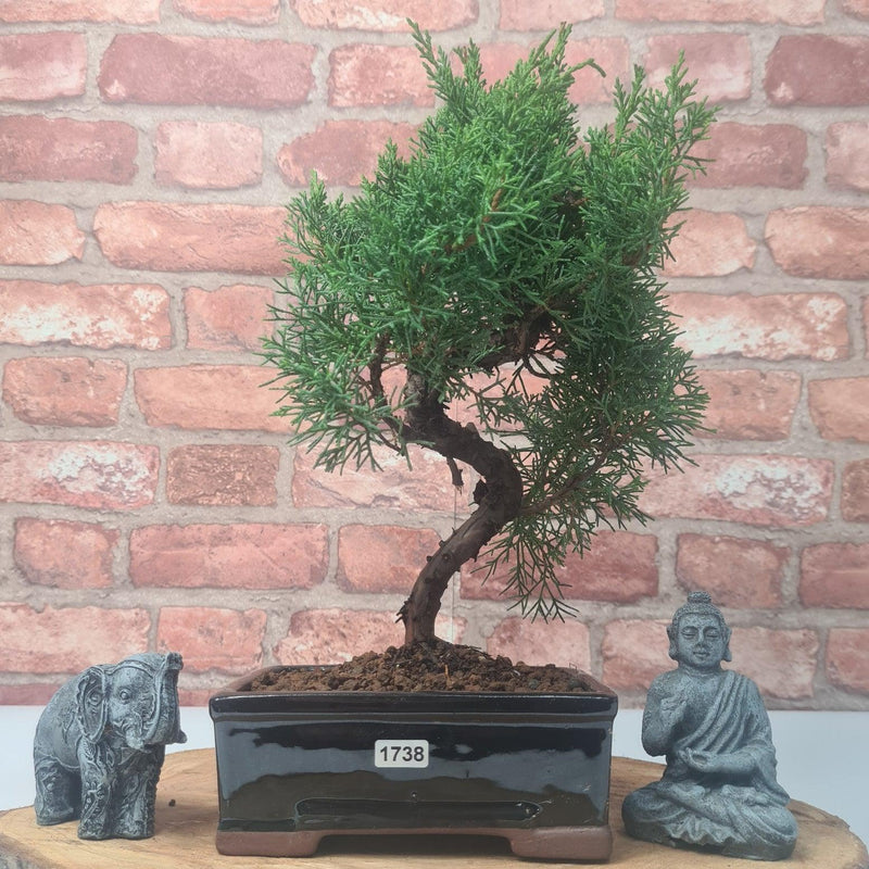 Chinese Juniper (Juniperus Chinensis) Bonsai Tree | Shaped | In 16cm Pot - Yorkshire Bonsai