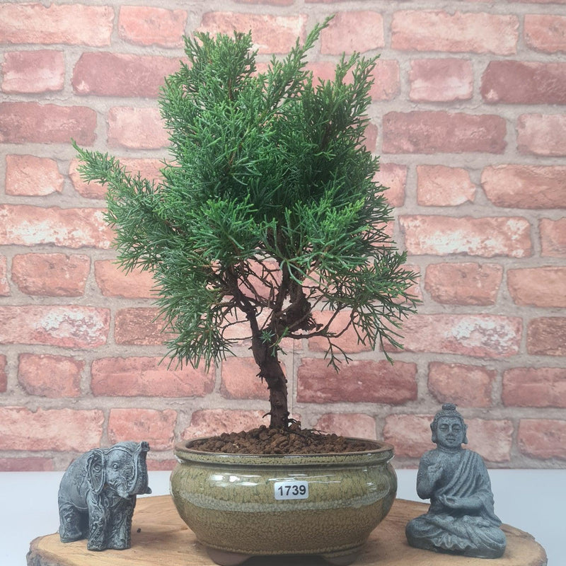 Chinese Juniper (Juniperus Chinensis) Bonsai Tree | Shaped | In 16cm Pot - Yorkshire Bonsai