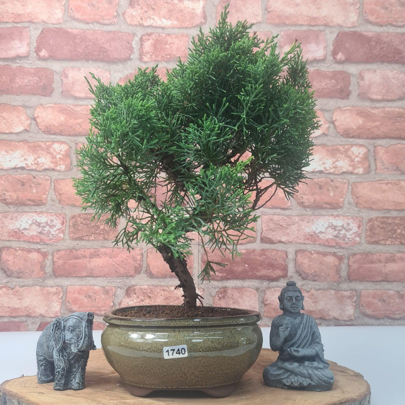 Chinese Juniper (Juniperus Chinensis) Bonsai Tree | Shaped | In 16cm Pot - Yorkshire Bonsai