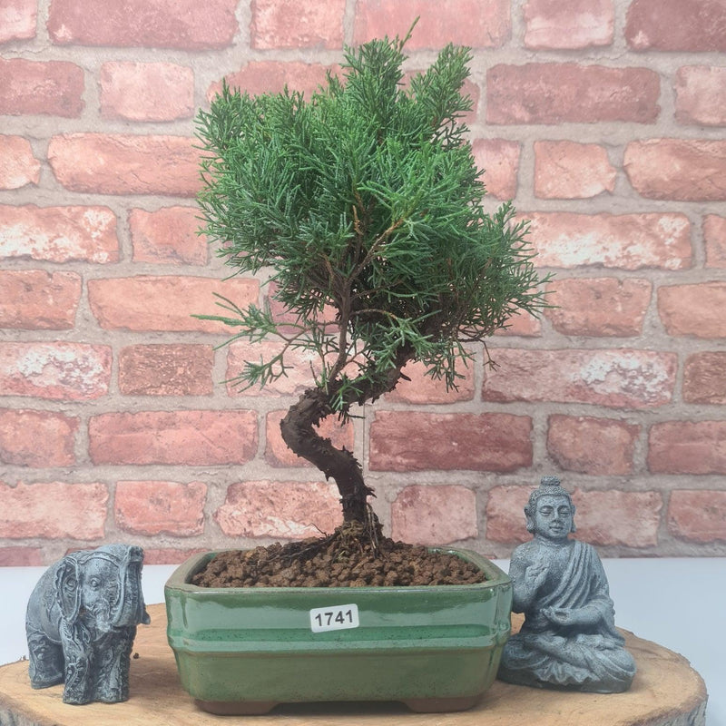 Chinese Juniper (Juniperus Chinensis) Bonsai Tree | Shaped | In 16cm Pot - Yorkshire Bonsai