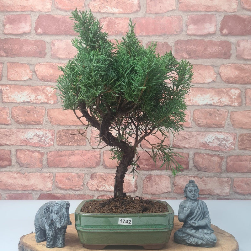 Chinese Juniper (Juniperus Chinensis) Bonsai Tree | Shaped | In 16cm Pot - Yorkshire Bonsai