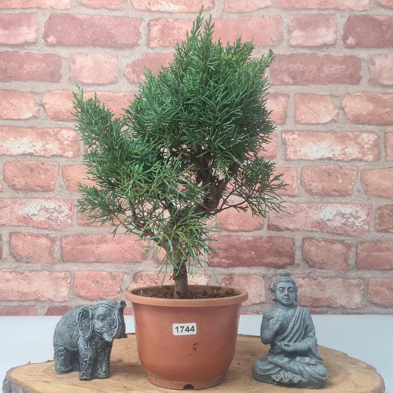 Chinese Juniper (Juniperus Chinensis) Bonsai Tree | Shaped | In 12cm Pot - Yorkshire Bonsai