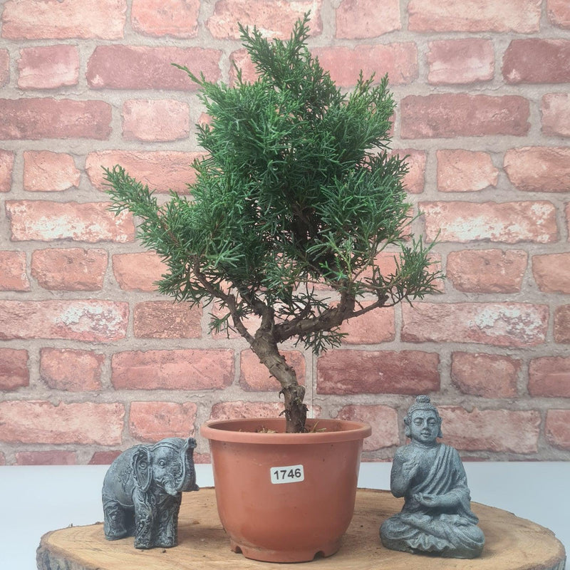 Chinese Juniper (Juniperus Chinensis) Bonsai Tree | Shaped | In 12cm Pot - Yorkshire Bonsai