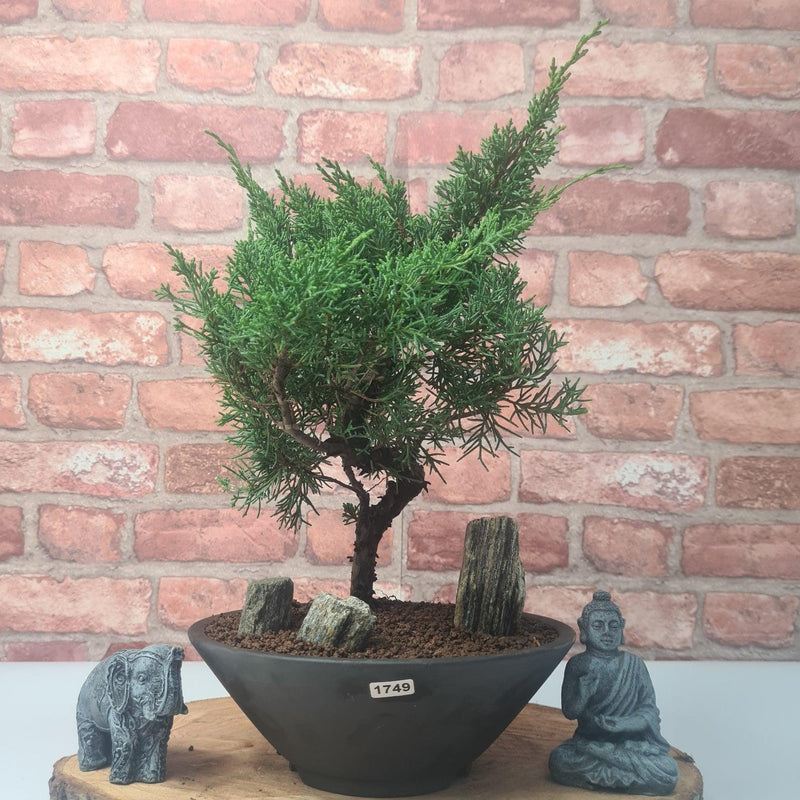 Chinese Juniper (Juniperus Chinensis) Bonsai Tree | Shaped | In 23cm Pot - Yorkshire Bonsai