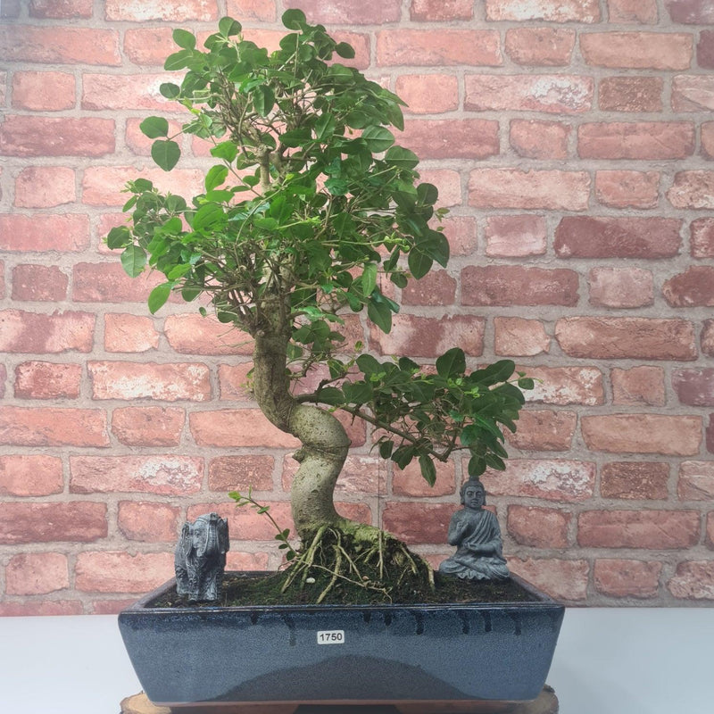 Chinese Privet (Ligustrum Sinense) Large Bonsai Tree | Shaped Style | In 35cm Pot - Yorkshire Bonsai