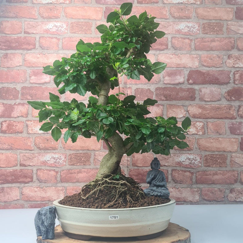Chinese Privet (Ligustrum Sinense) Bonsai Tree | Shaped | In 31cm Pot - Yorkshire Bonsai