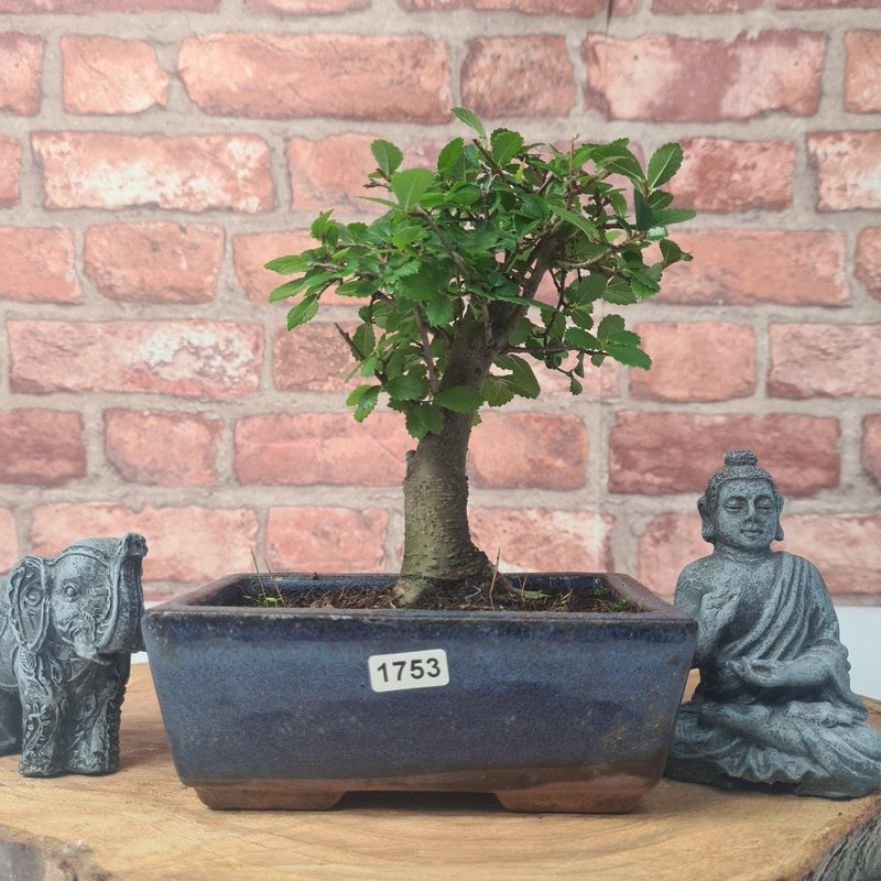 Chinese Elm (Ulmus Parvifolia) Bonsai Tree | Broom | In 15cm Pot - Yorkshire Bonsai