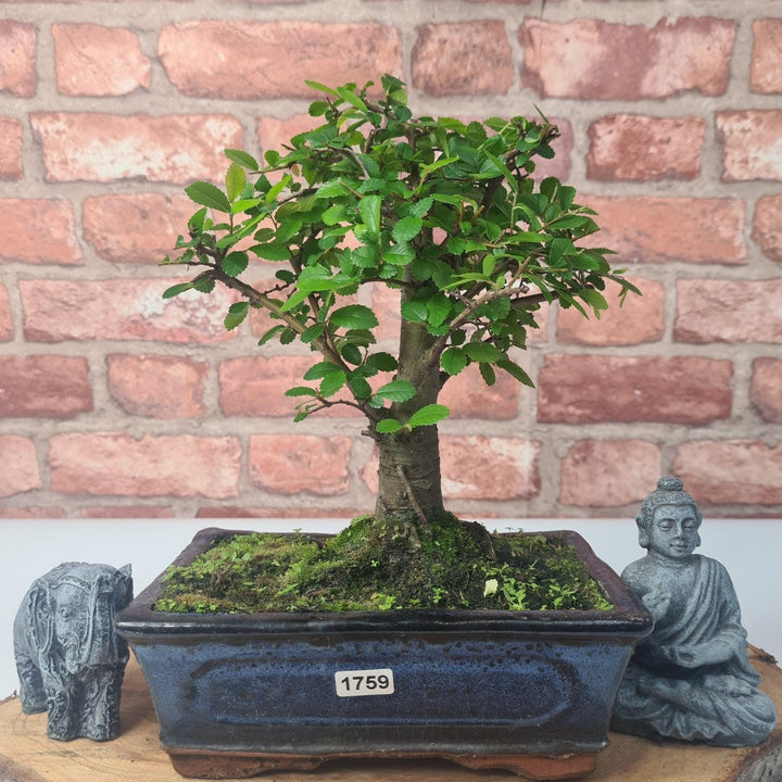 Chinese Elm (Ulmus Parvifolia) Bonsai Tree | Broom | In 20cm Pot - Yorkshire Bonsai