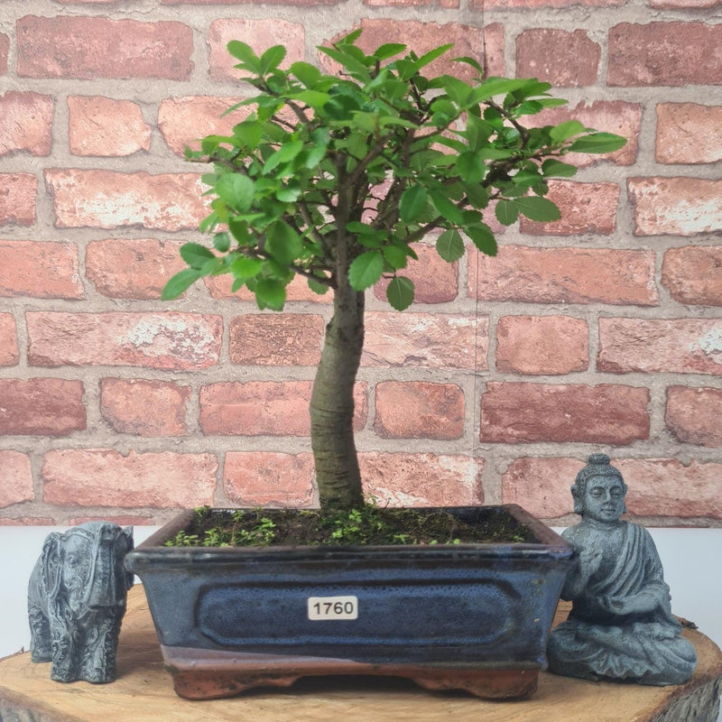 Chinese Elm (Ulmus Parvifolia) Bonsai Tree | Broom | In 20cm Pot - Yorkshire Bonsai