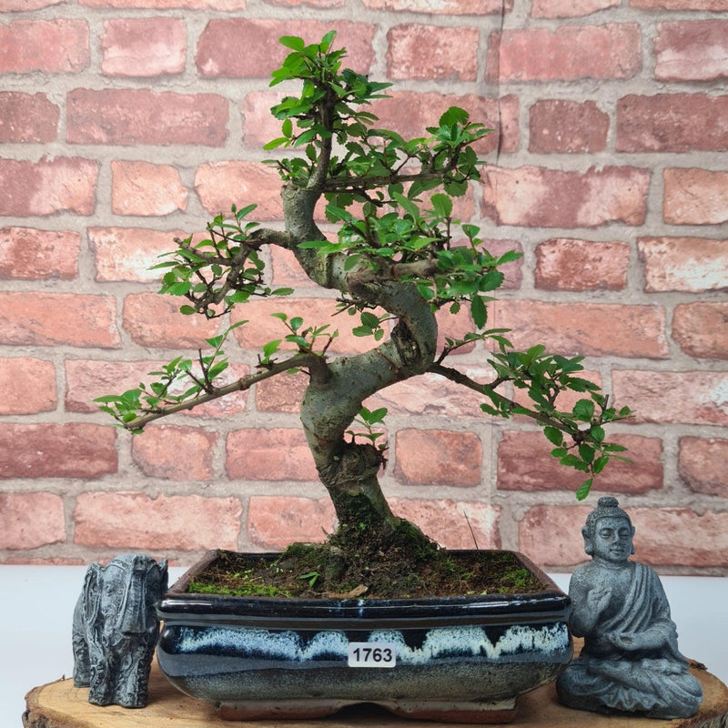 Chinese Elm (Ulmus Parvifolia) Bonsai Tree | Shaped | In 20cm Pot - Yorkshire Bonsai