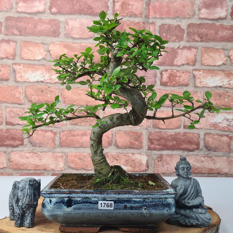 Chinese Elm (Ulmus Parvifolia) Bonsai Tree | Shaped | In 20cm Pot - Yorkshire Bonsai