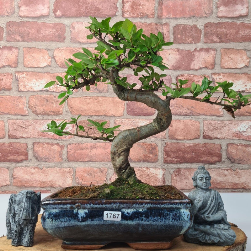 Chinese Elm (Ulmus Parvifolia) Bonsai Tree | Shaped | In 20cm Pot - Yorkshire Bonsai