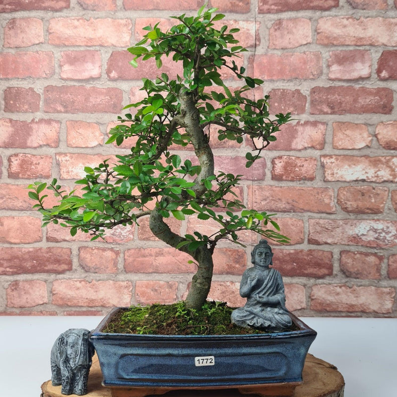 Chinese Elm (Ulmus Parvifolia) Bonsai Tree | Shaped | In 25cm Pot - Yorkshire Bonsai