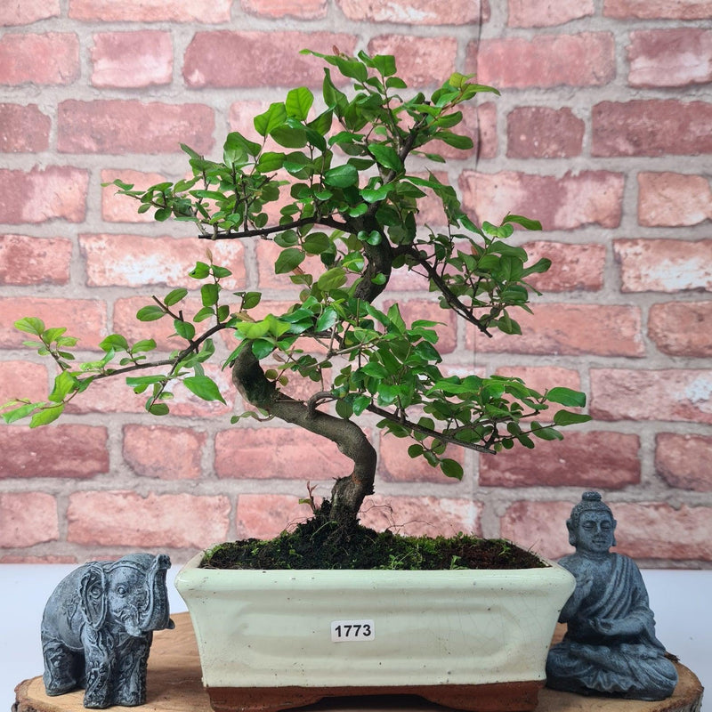 Bird Plum (Sageretia) Bonsai Tree | Shaped | In 20cm Pot - Yorkshire Bonsai