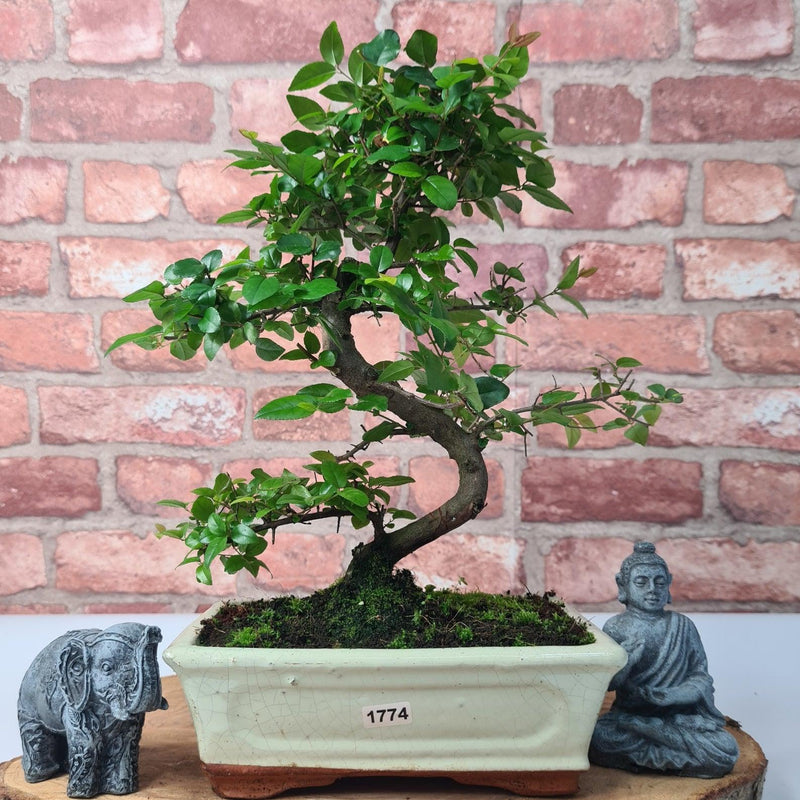 Bird Plum (Sageretia) Bonsai Tree | Shaped | In 20cm Pot - Yorkshire Bonsai