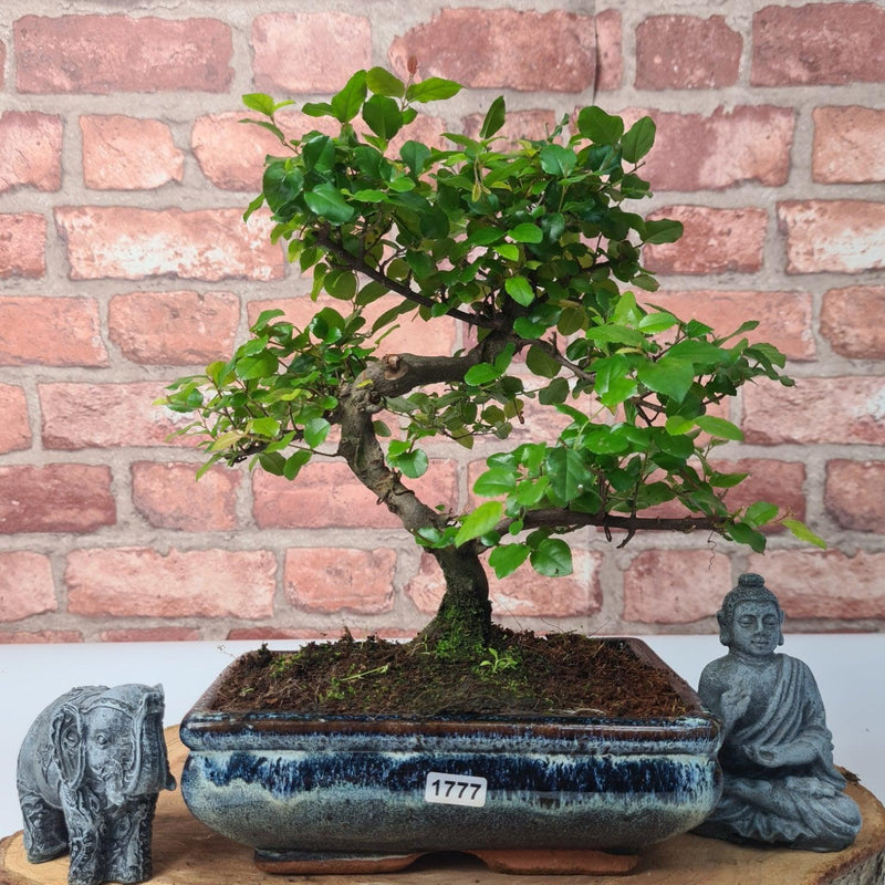 Bird Plum (Sageretia) Bonsai Tree | Shaped | In 20cm Pot - Yorkshire Bonsai