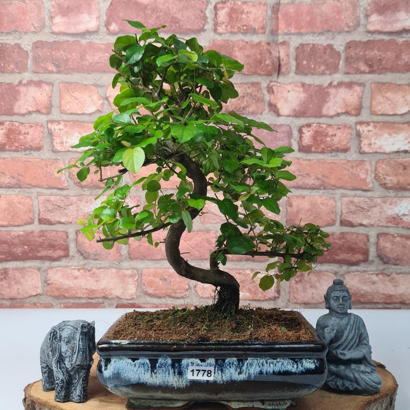 Bird Plum (Sageretia) Bonsai Tree | Shaped | In 20cm Pot - Yorkshire Bonsai