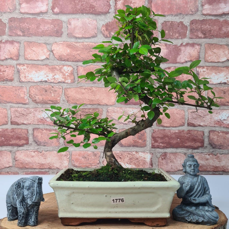 Bird Plum (Sageretia) Bonsai Tree | Shaped | In 20cm Pot - Yorkshire Bonsai