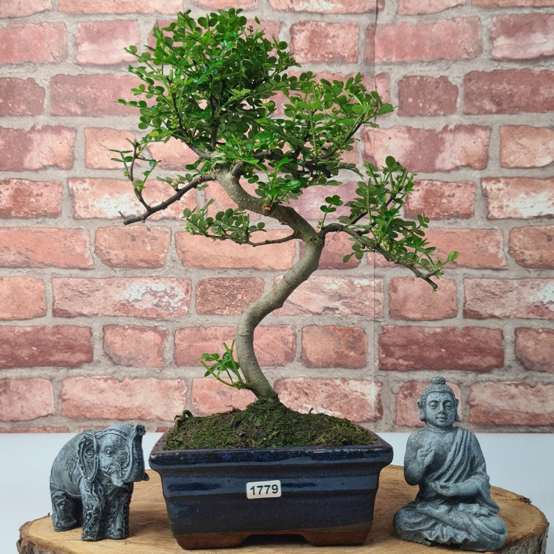 Chinese Pepper (Zanthoxylum Pipertum) Bonsai Tree | Shaped | In 15cm Pot - Yorkshire Bonsai