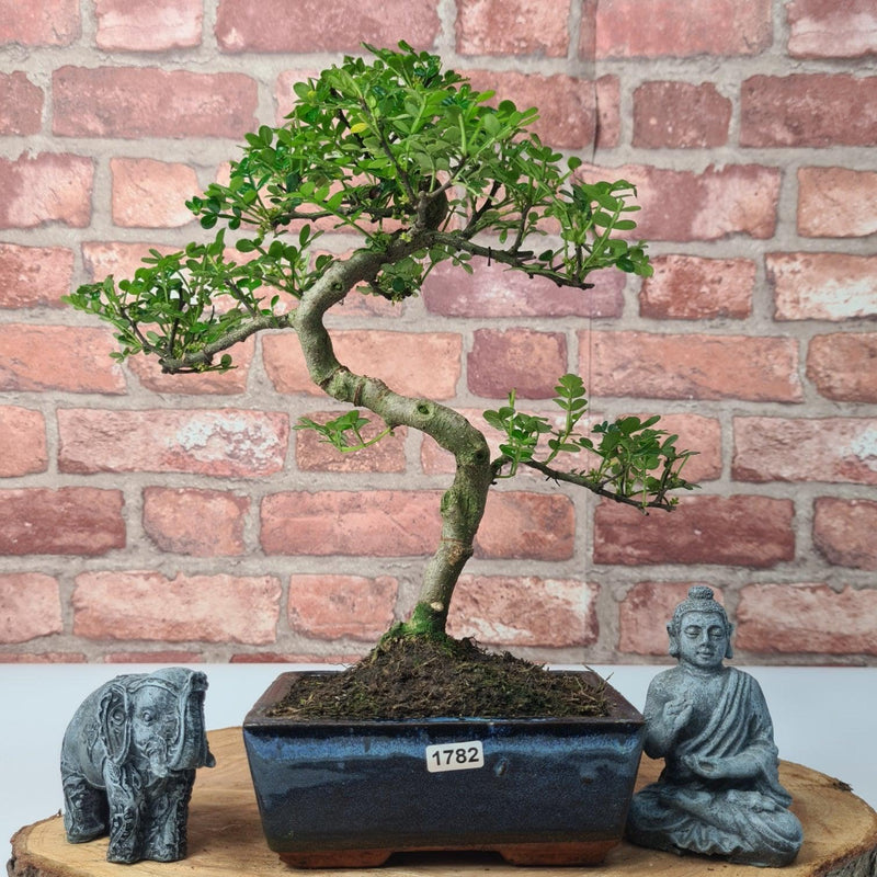 Chinese Pepper (Zanthoxylum Pipertum) Bonsai Tree | Shaped | In 15cm Pot - Yorkshire Bonsai