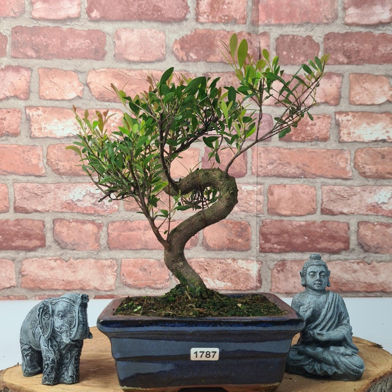 Brush Cherry (Syzygium) Bonsai Tree | Shaped | In 15cm Pot - Yorkshire Bonsai