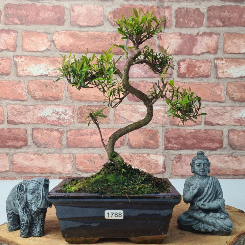 Brush Cherry (Syzygium) Bonsai Tree | Shaped | In 15cm Pot - Yorkshire Bonsai
