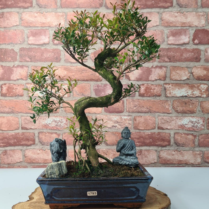 Brush Cherry (Syzygium) Bonsai Tree | Shaped | In 25cm Pot - Yorkshire Bonsai