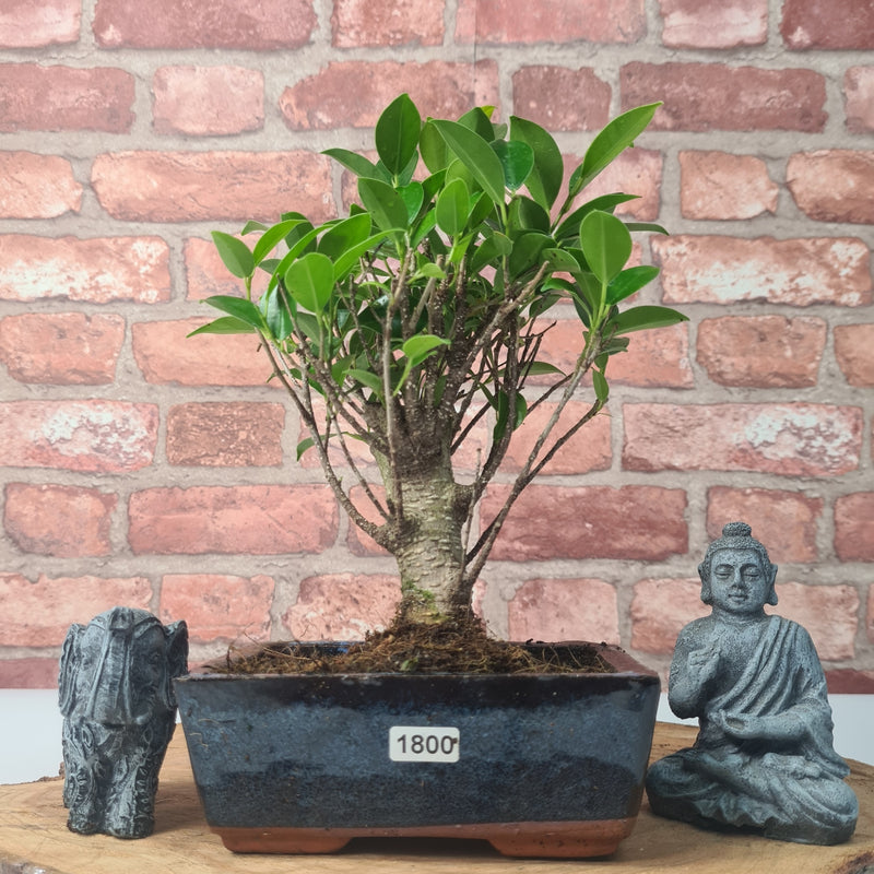 Ficus Microcarpa (Banyan Fig) Indoor Bonsai Tree | Broom | In 15cm Pot