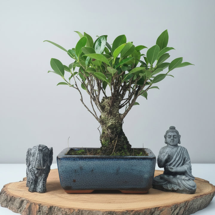 Ficus Microcarpa (Banyan Fig) Indoor Bonsai Tree | Broom | In 15cm Pot